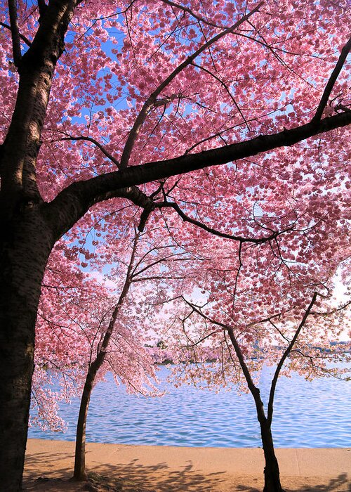 Cherry Blossoms Greeting Card featuring the photograph Pink #1 by Mitch Cat