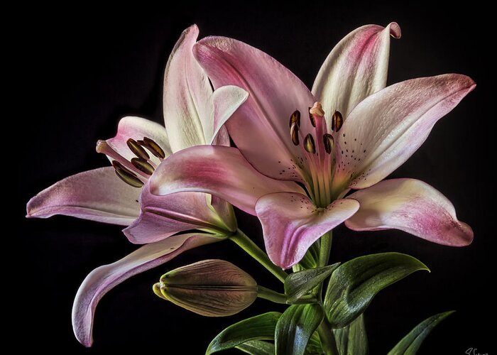 Flower Greeting Card featuring the photograph Pink Tiger Lilies #1 by Endre Balogh