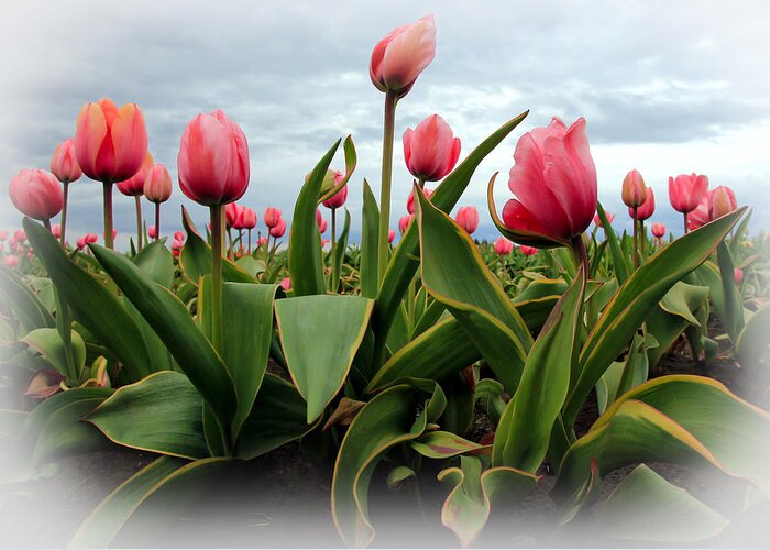 Tulips Greeting Card featuring the photograph Pink Tulips #1 by Athena Mckinzie