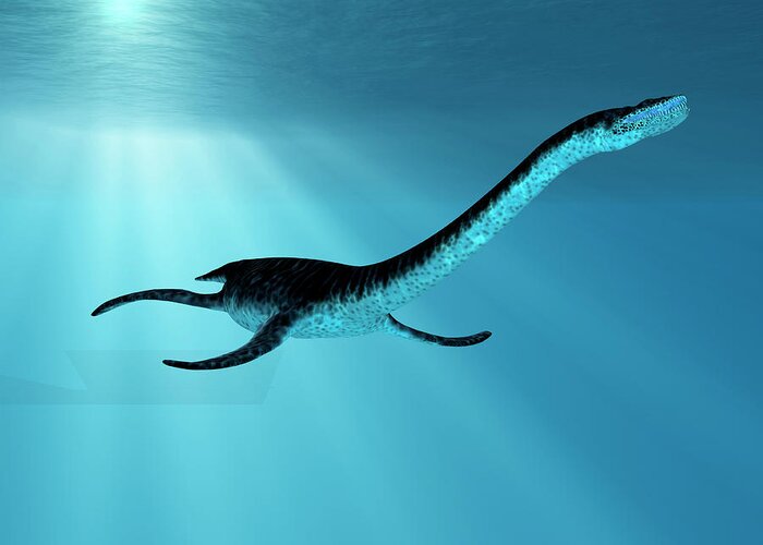 Image result for plesiosaurus