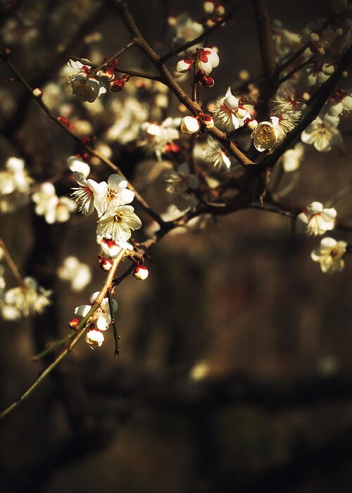 Plum Blossom Greeting Card featuring the photograph Plum Blossoms #1 by Yuka Kato