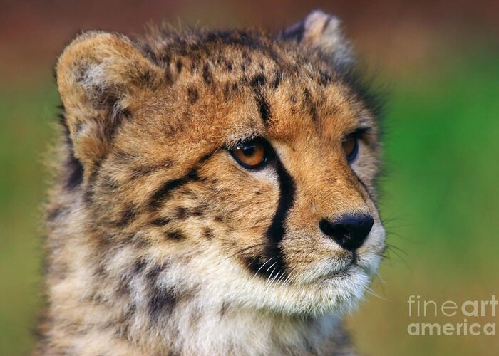 Portrait Greeting Card featuring the photograph Portrait of a cheetah cub #1 by Nick Biemans