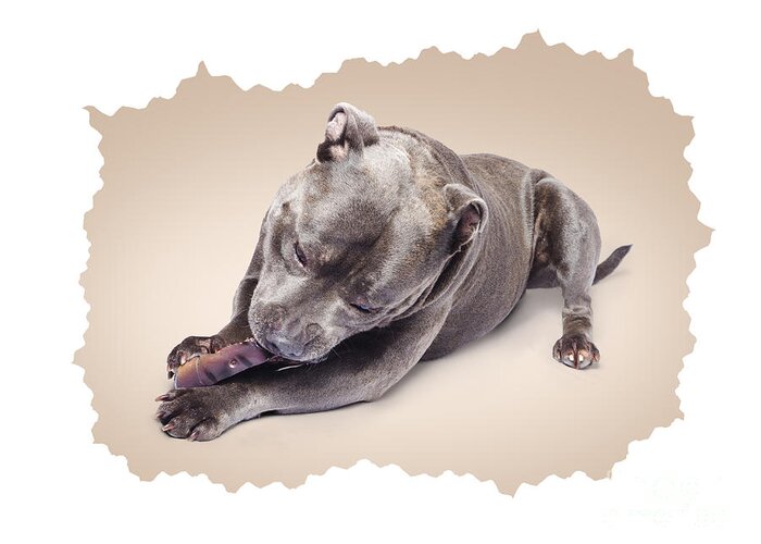 Pets Greeting Card featuring the photograph Portrait of a purebred blue staffie by Jorgo Photography