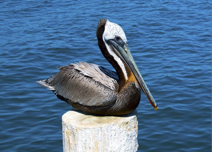 Posing Pelican Greeting Card featuring the photograph Posing Pelican at Stearns Wharf #1 by Barbara Snyder