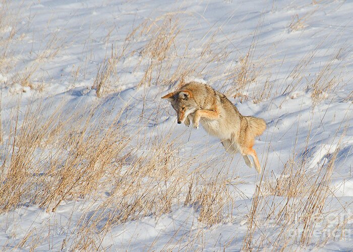 Coyote Greeting Card featuring the photograph The High Jump by Jim Garrison