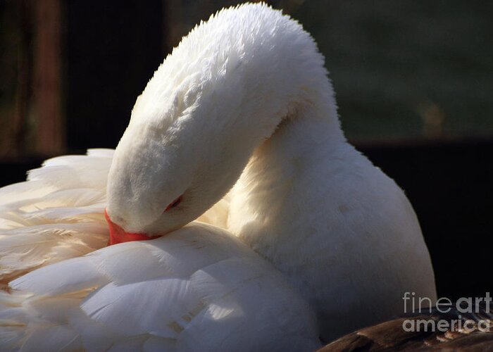 St James Lake Greeting Card featuring the photograph Preening Goose by Jeremy Hayden