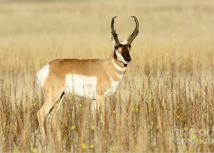 Mammal Greeting Card featuring the photograph Pronghorn Buck #2 by Dennis Hammer