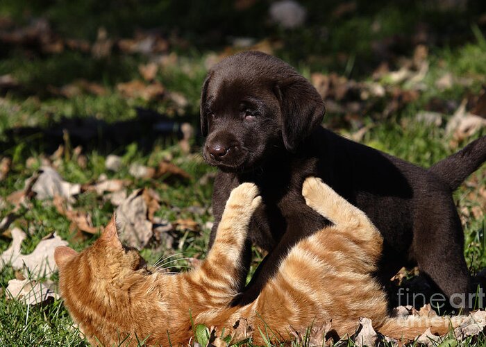 Black Lab Greeting Card featuring the photograph Puppy And Kitten #1 by Linda Freshwaters Arndt