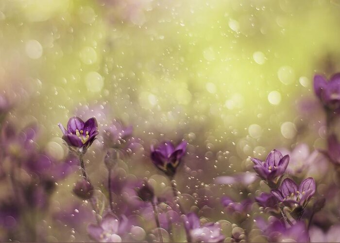 Violet Greeting Card featuring the photograph Purple Dream by Delphine Devos