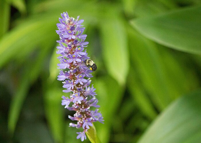 Purple Flower And Bee Greeting Card featuring the photograph Purple flower and bee #1 by Susan Jensen