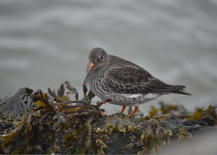 Purple Sandpiper Greeting Card featuring the photograph Purple Sandpiper #1 by James Petersen