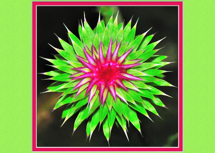  Greeting Card featuring the photograph Purple Thistle Flower #1 by Charles Feagans