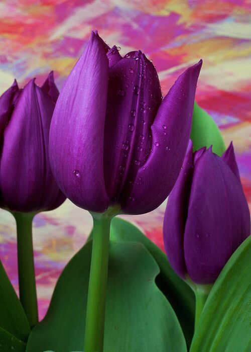 Purple Greeting Card featuring the photograph Purple Tulips #1 by Garry Gay