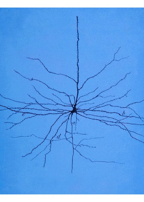 Pyramidal Cell Greeting Card featuring the photograph Pyramidal Cell In Cerebral Cortex, Cajal #3 by Science Source