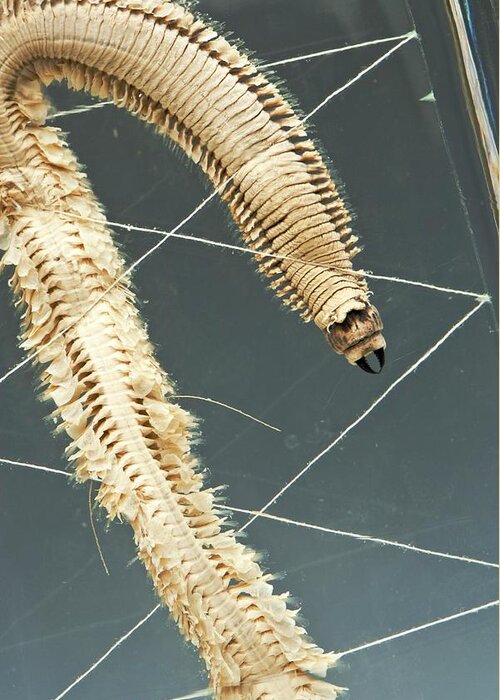 Anatomy Greeting Card featuring the photograph Ragworm Specimen #1 by Ucl, Grant Museum Of Zoology