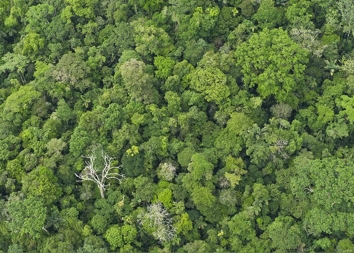 Feb0514 Greeting Card featuring the photograph Rainforest Canopy Yasuni Ecuador #1 by Pete Oxford