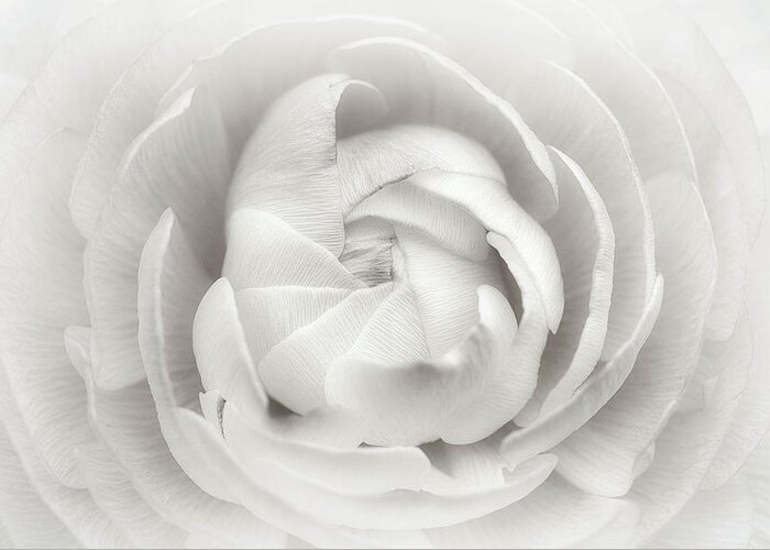 Still Life Greeting Card featuring the photograph Ranunculus by Lotte Gr??nkj??r
