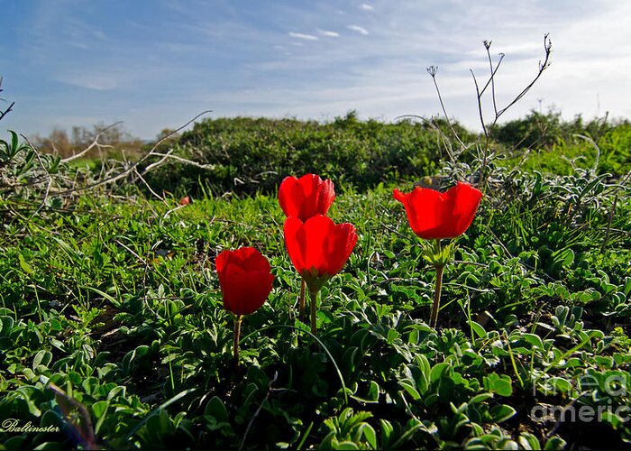 Nature Greeting Card featuring the photograph Red Anemone #1 by Arik Baltinester
