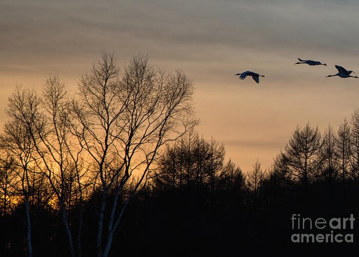 Red-crowned Crane Greeting Card featuring the photograph Red Crowned Crane at Sunset #2 by Natural Focal Point Photography