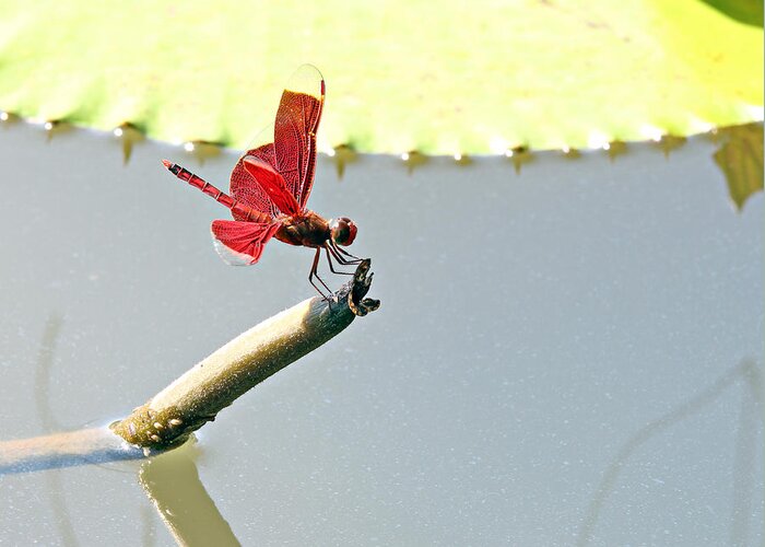 Dragonfly Greeting Card featuring the photograph Red Dragonfly #1 by Paul Fell