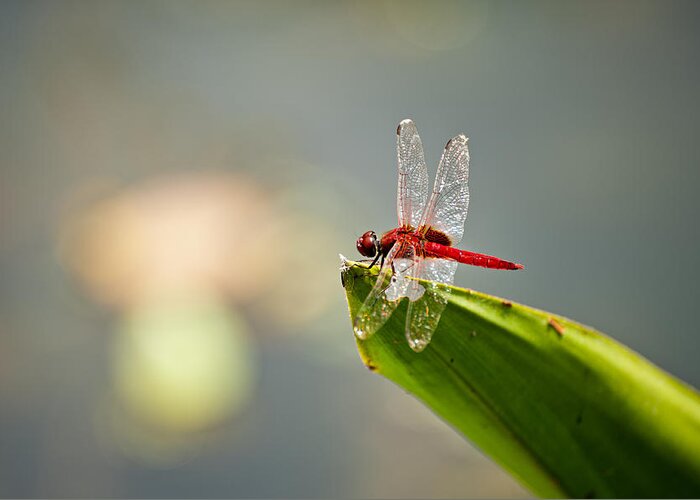 Lightweight Greeting Card featuring the photograph Red dragonfly #1 by U Schade