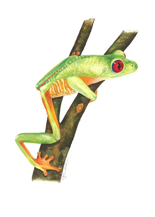Red-eyed Treefrog Greeting Card featuring the painting Red-eyed Treefrog #2 by Cindy Hitchcock