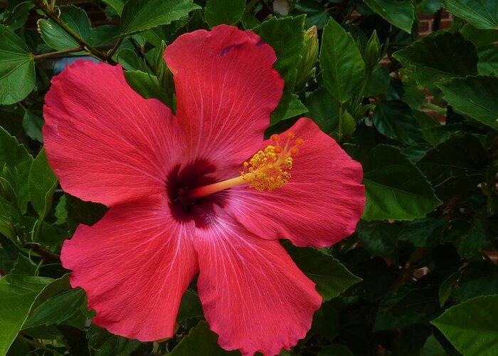 Flower Greeting Card featuring the photograph Red Hibiscus #1 by Jeanette Oberholtzer