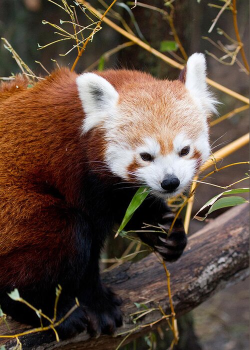 Animal Greeting Card featuring the photograph Red Panda Ailurus Fulgens In Captivity #1 by David Kenny