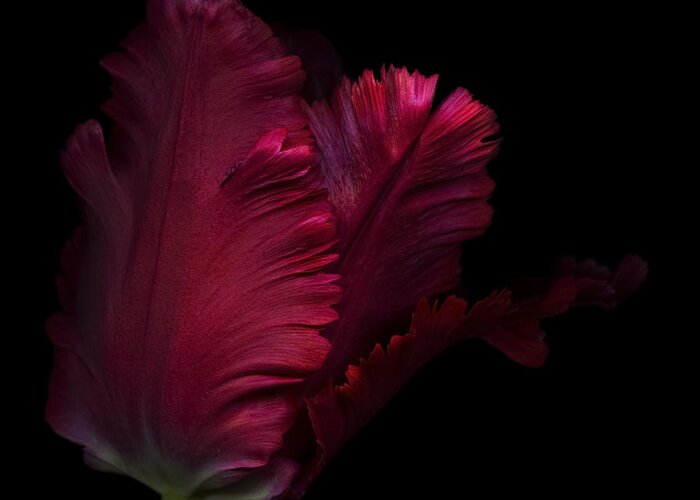 Beautiful Greeting Card featuring the photograph Red parrot tulip #1 by Oscar Gutierrez
