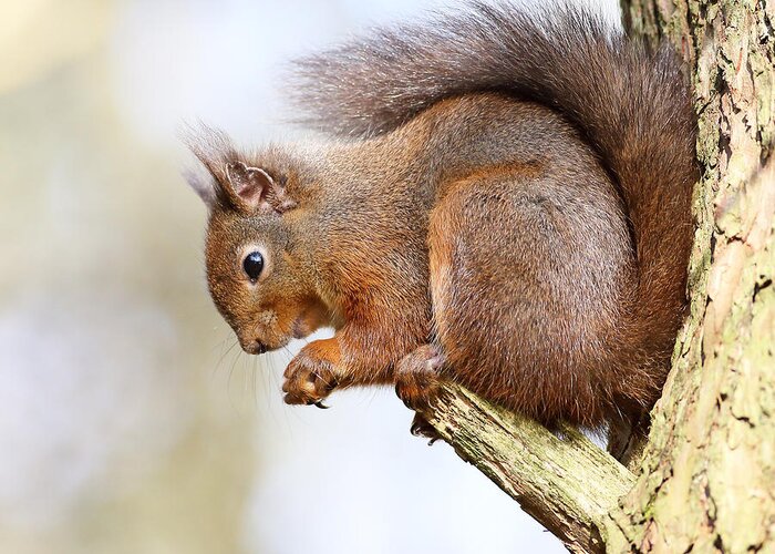 Photography Greeting Card featuring the photograph Red Squirrel Portrait #1 by Grant Glendinning