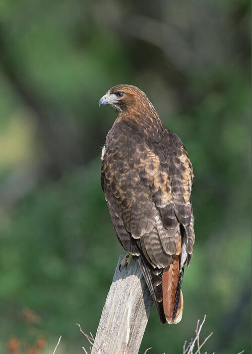Feb0514 Greeting Card featuring the photograph Red-tailed Hawk Perching #1 by Konrad Wothe