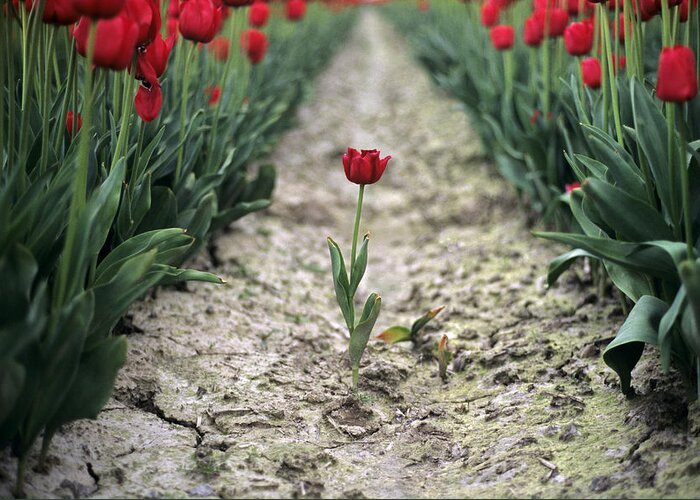 Travel Greeting Card featuring the photograph Red tulips #1 by Jim Corwin