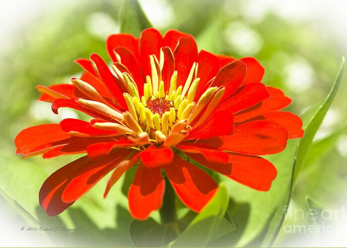 Zinnia Greeting Card featuring the photograph Red Zinnia #1 by Richard J Thompson