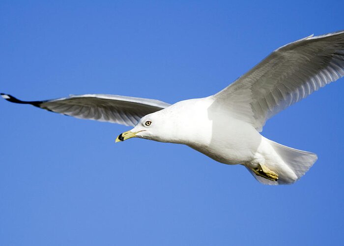 Ring Billed Gull Greeting Card featuring the photograph Ring Billed Gull #1 by John Devries/science Photo Library