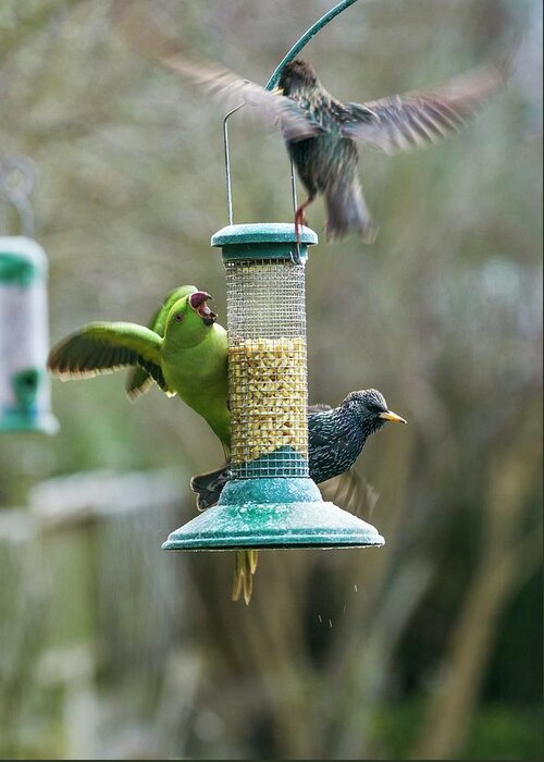 Ring-necked Parakeet Greeting Card featuring the photograph Ring-necked Parakeet And Starlings On A Bird Feeder #1 by Georgette Douwma/science Photo Library