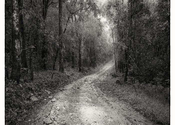 Adventure Greeting Card featuring the photograph Road Way In Deep Forest #1 by Setsiri Silapasuwanchai