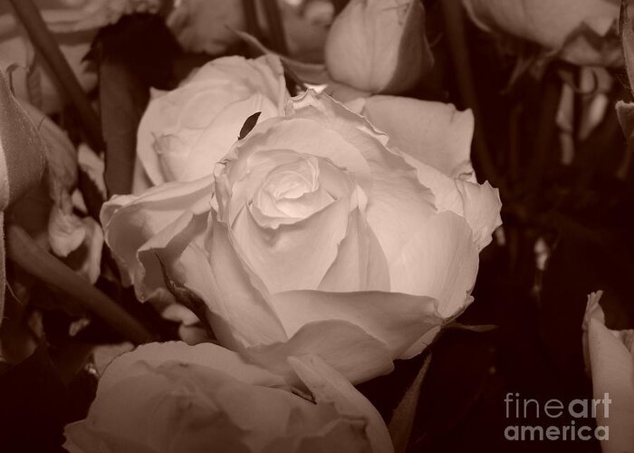 Rose Greeting Card featuring the photograph Rose #1 by Tiziana Maniezzo