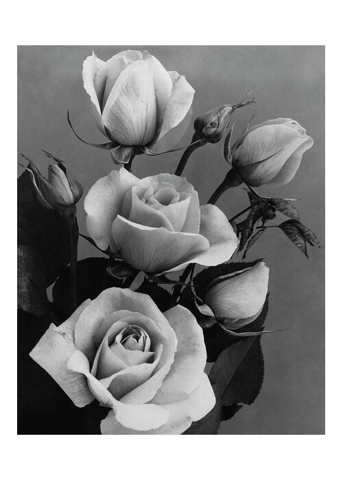 Flowers Greeting Card featuring the photograph Roses by J. Horace McFarland