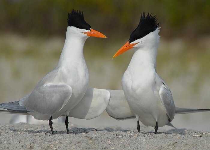 Royal Tern Greeting Card featuring the photograph Royal Terns #1 by James Petersen