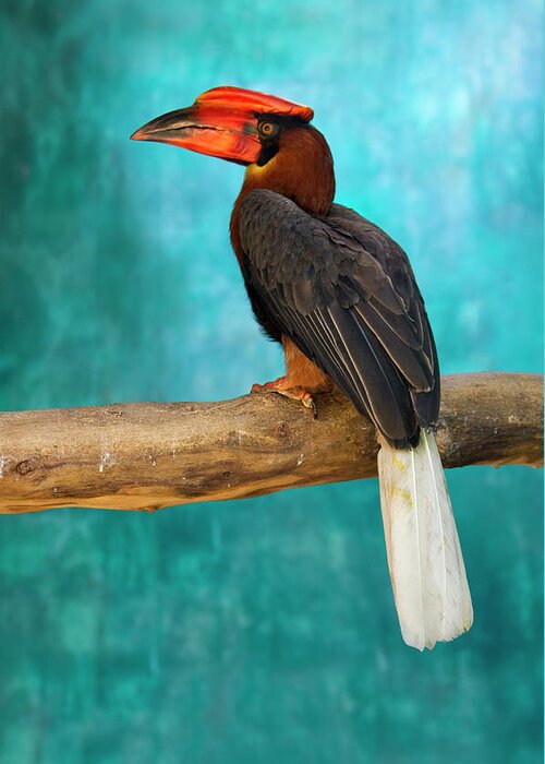 Asia Greeting Card featuring the photograph Rufous Hornbill (buceros Hydrocorax #1 by Keren Su