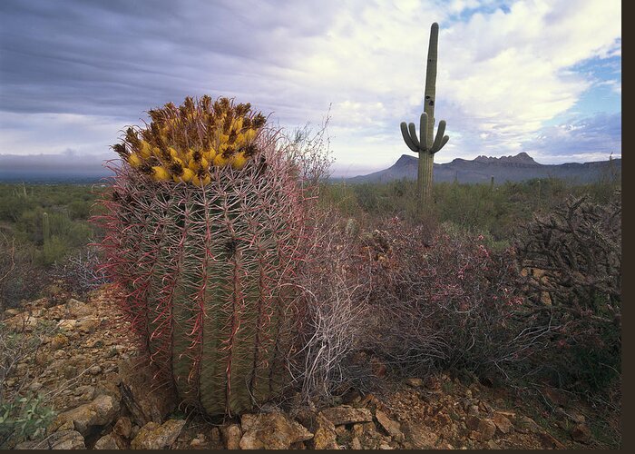 Feb0514 Greeting Card featuring the photograph Saguaro And Giant Barrel Cactus #1 by Tim Fitzharris
