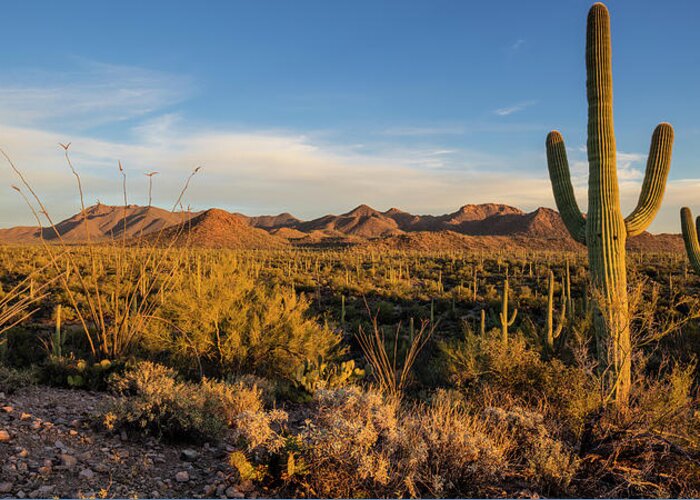 Arizona Greeting Card featuring the photograph Saguaro Cactus Dominate The Landscape #1 by Chuck Haney
