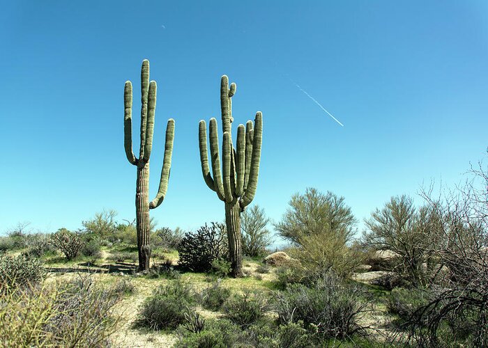 Saguaro Cactus Greeting Card featuring the photograph Saguaro Cactus #1 by Shan Shui