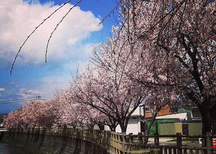 樹木 Greeting Card featuring the photograph #sakura #cherry #blossoms #1 by Yukiko Nobeno