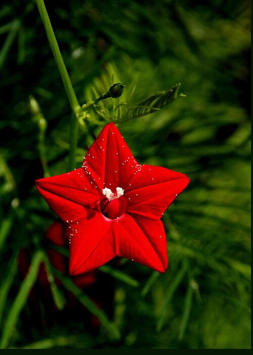 Scarlet Morning Glory Greeting Card featuring the photograph Scarlet Morning Glory #1 by Ramabhadran Thirupattur