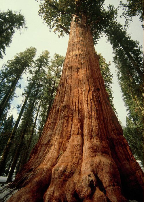 Giant Sequoia Greeting Card featuring the photograph Sequoia Tree #1 by Tony Craddock/science Photo Library