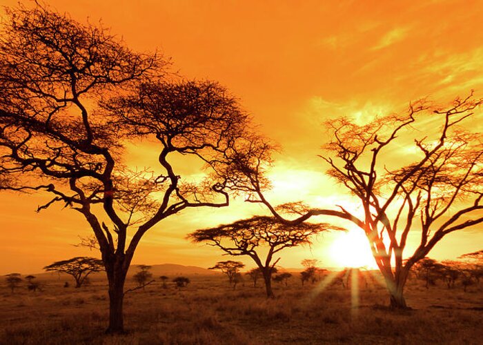 Tranquility Greeting Card featuring the photograph Serengeti Sunset #1 by Mb Photography