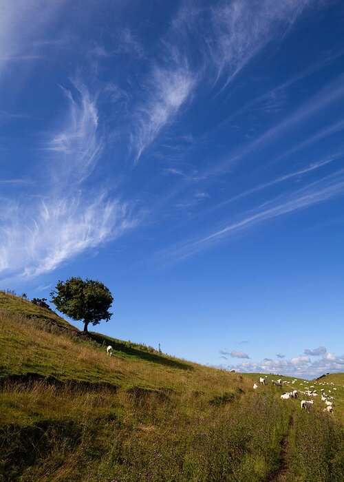 Photography Greeting Card featuring the photograph Sheep And Tree, Carbane West #1 by Panoramic Images