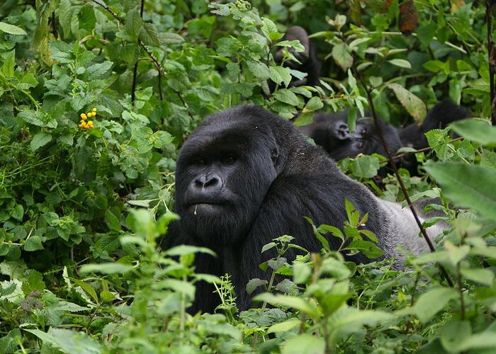 Gorilla Greeting Card featuring the photograph Silverback On Watch #1 by Bruce J Robinson