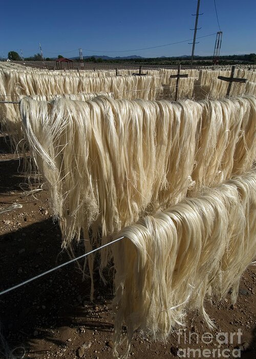 Processing Greeting Card featuring the photograph Sisal Fibers Drying In Sun, Madagascar #1 by Greg Dimijian